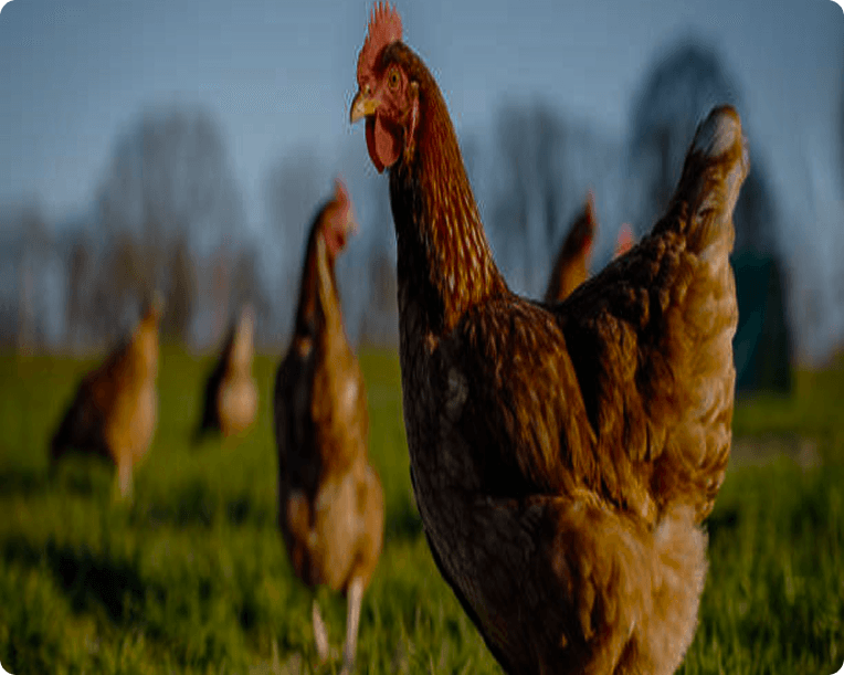 Autosuficiencia Alimentaria con Animales de Granja